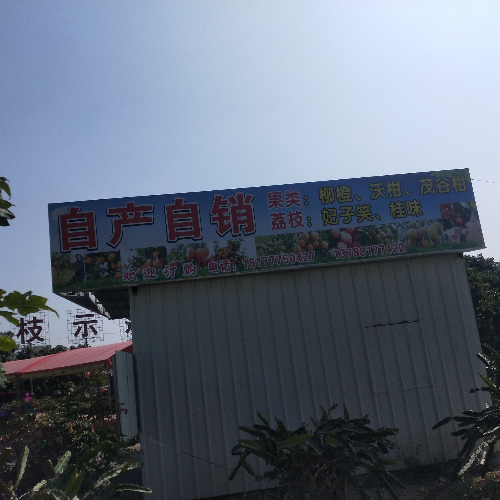 新大霸王花种植场.果园烧烤场
