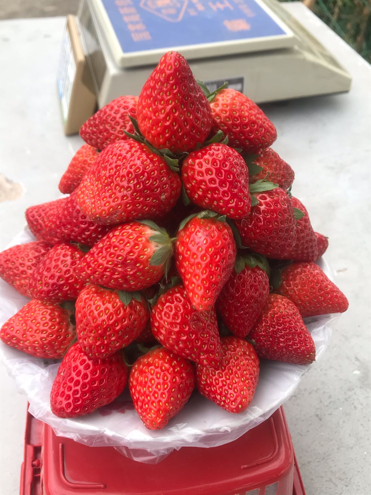 老叶草莓采摘园