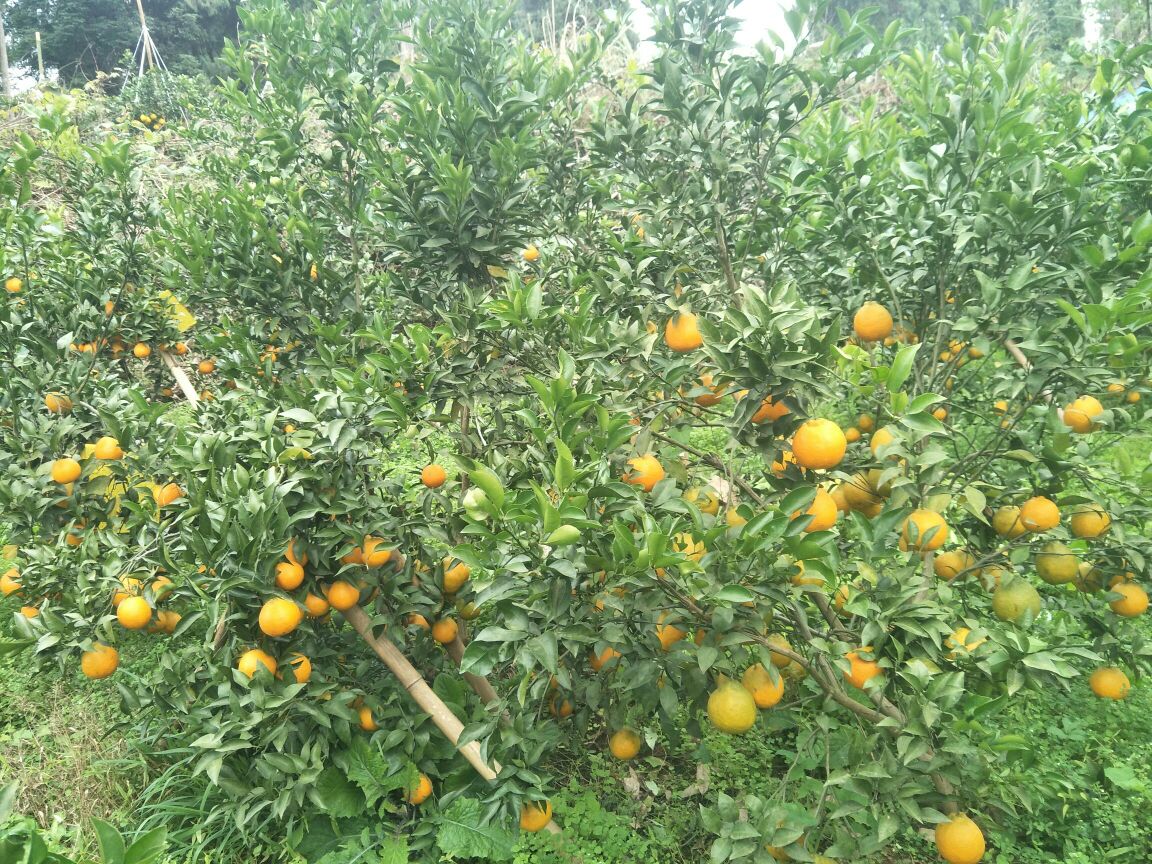 资阳雁江江区范范家庭农场