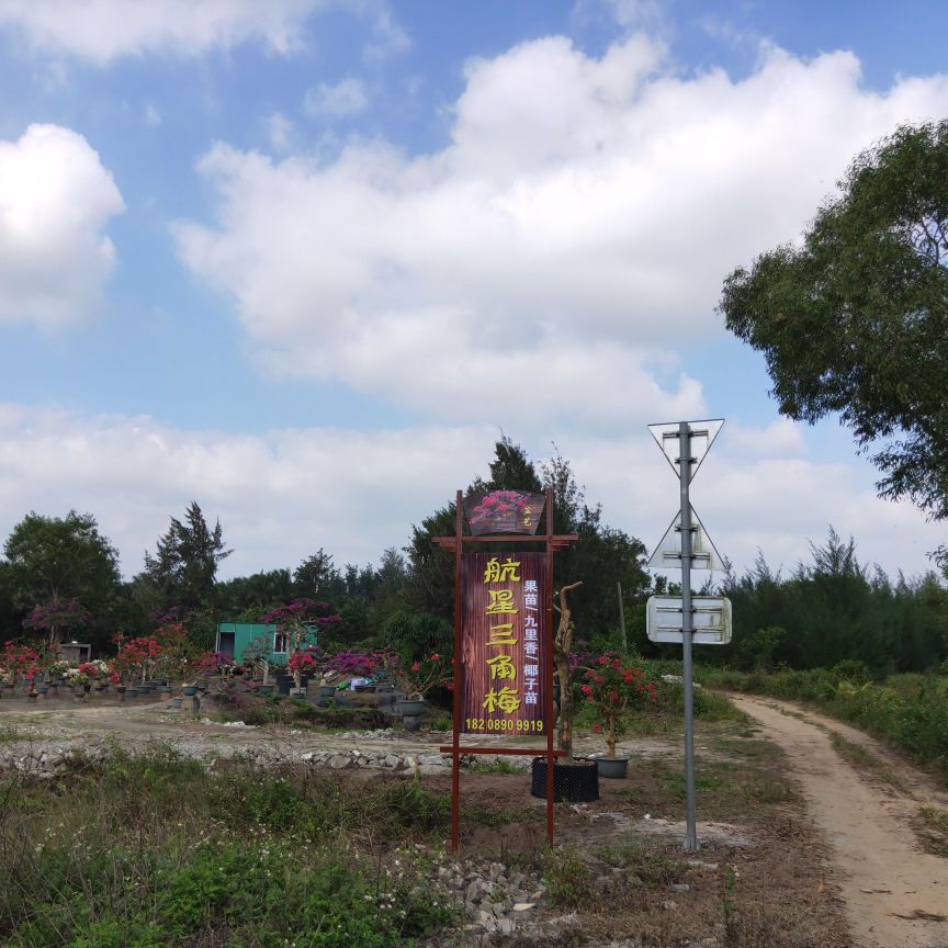 文昌市航星三角梅