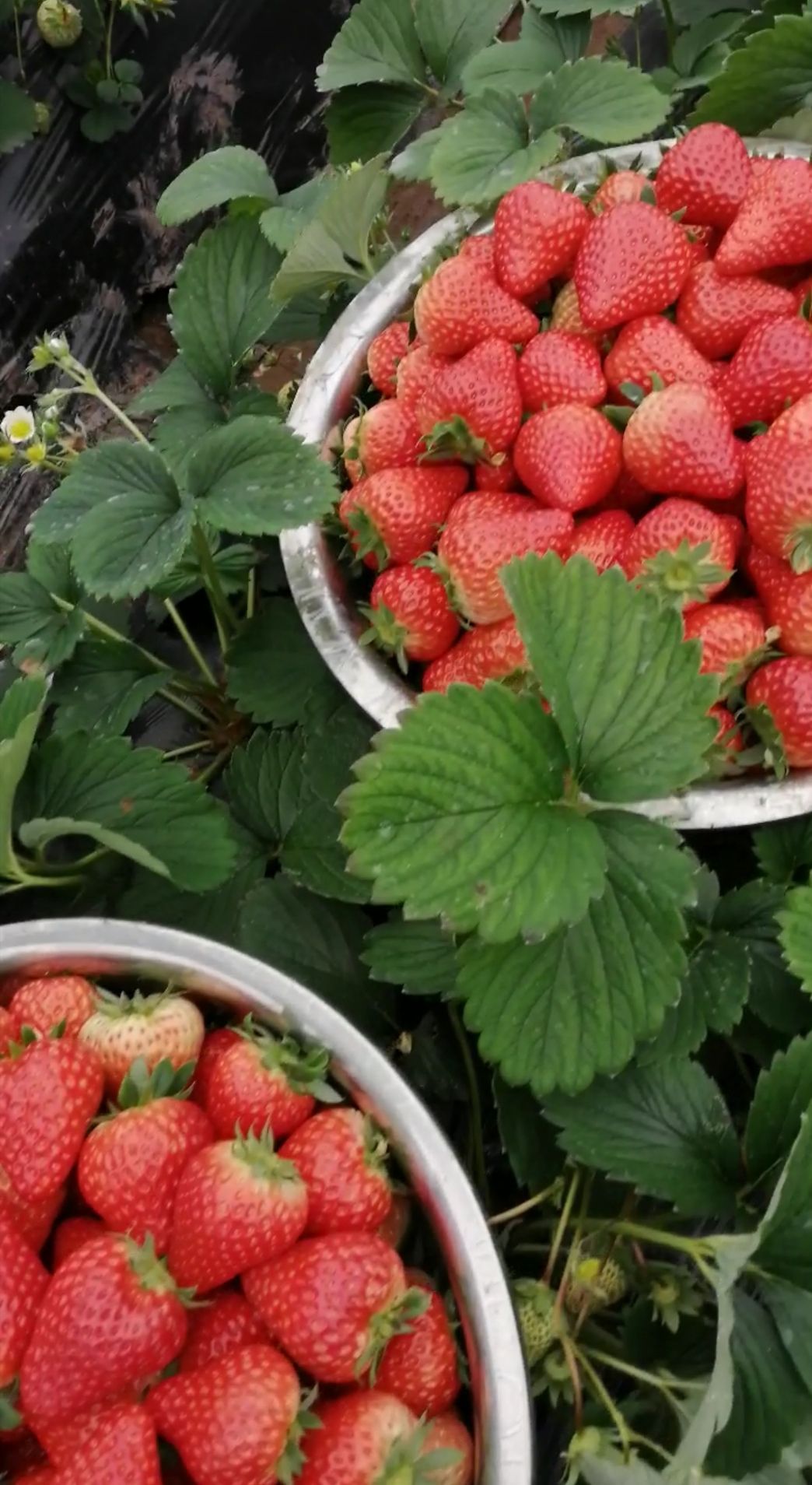 小龙草莓采摘园