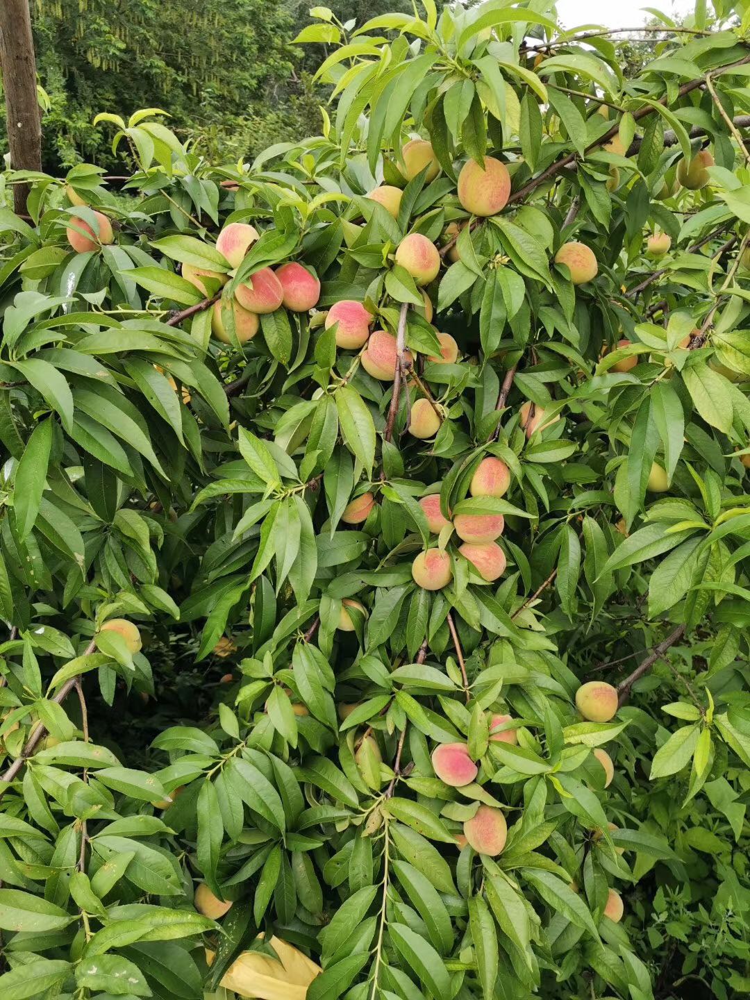 花果飘香水蜜桃采摘基地