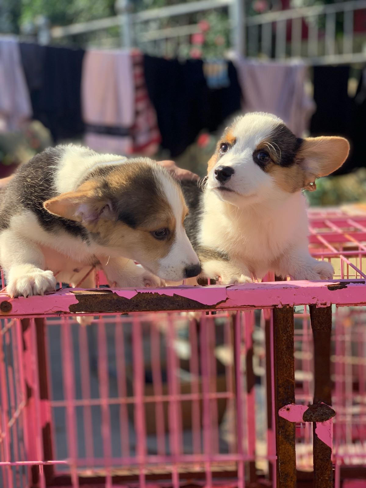 爱宠乐园宠物犬繁育基地