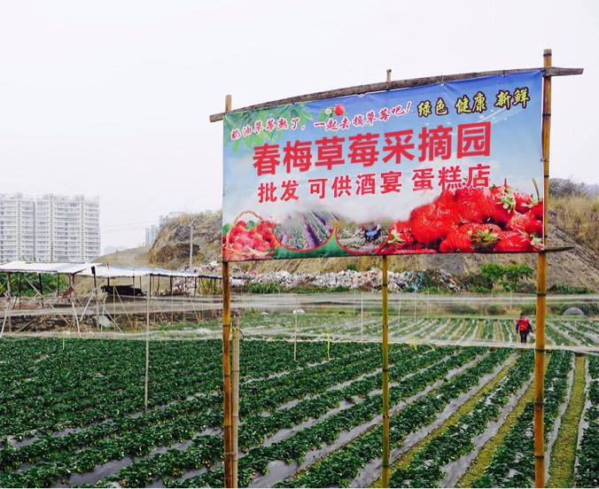 春梅草草莓采摘园(二园)