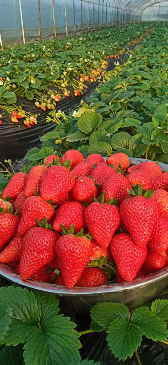 地址,地图,预定,价格,团购,优惠,祥农洲草莓采摘园在哪,怎么走_中山