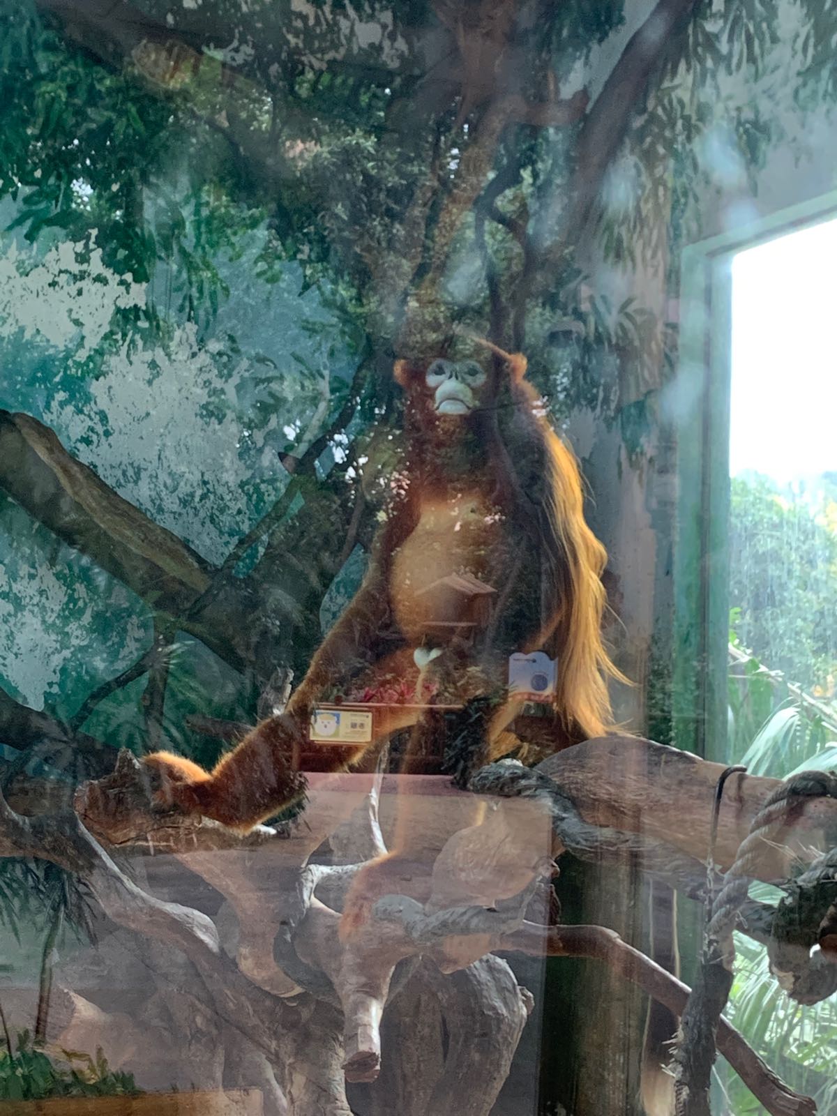 金猴王国-川金丝猴