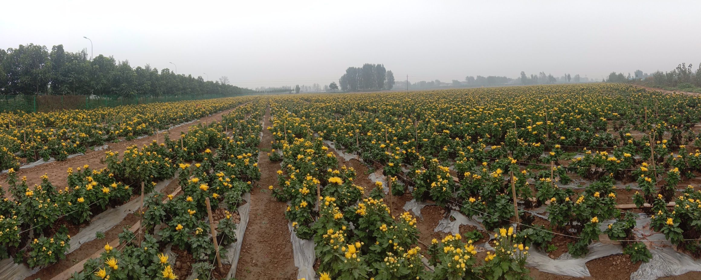 广州菊花种植基地图片