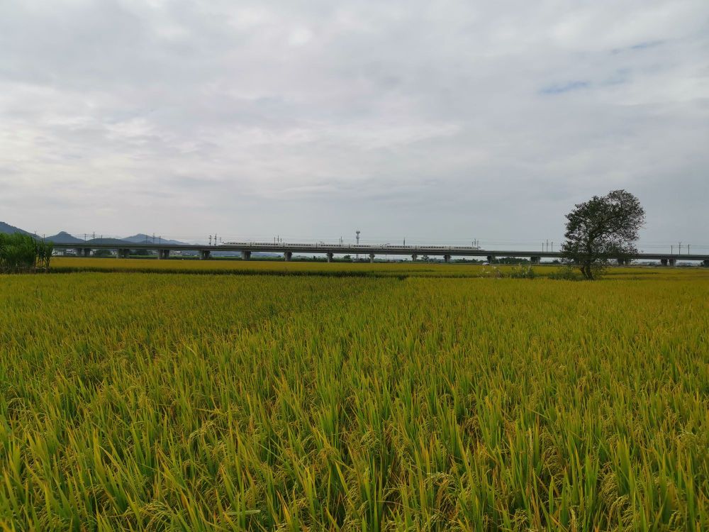 广西壮族自治区南宁市宾阳县