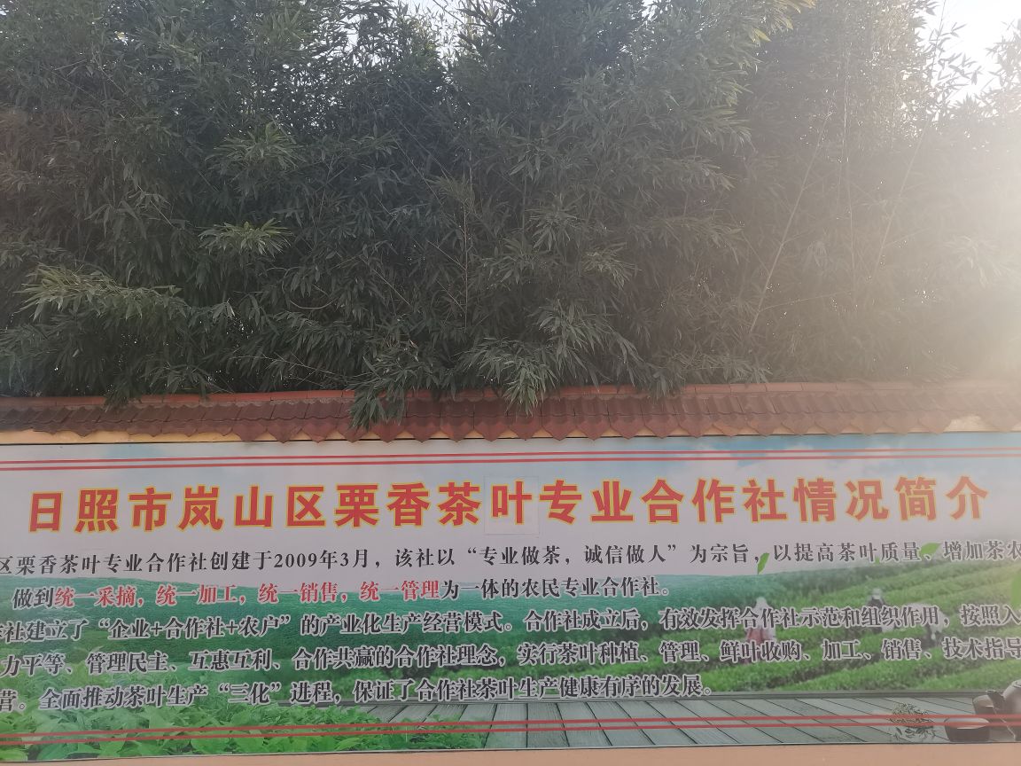 日照市岚山区栗香茶叶专业合作社