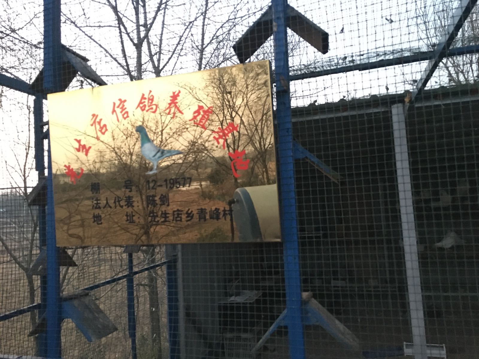六安陈氏鸽舍