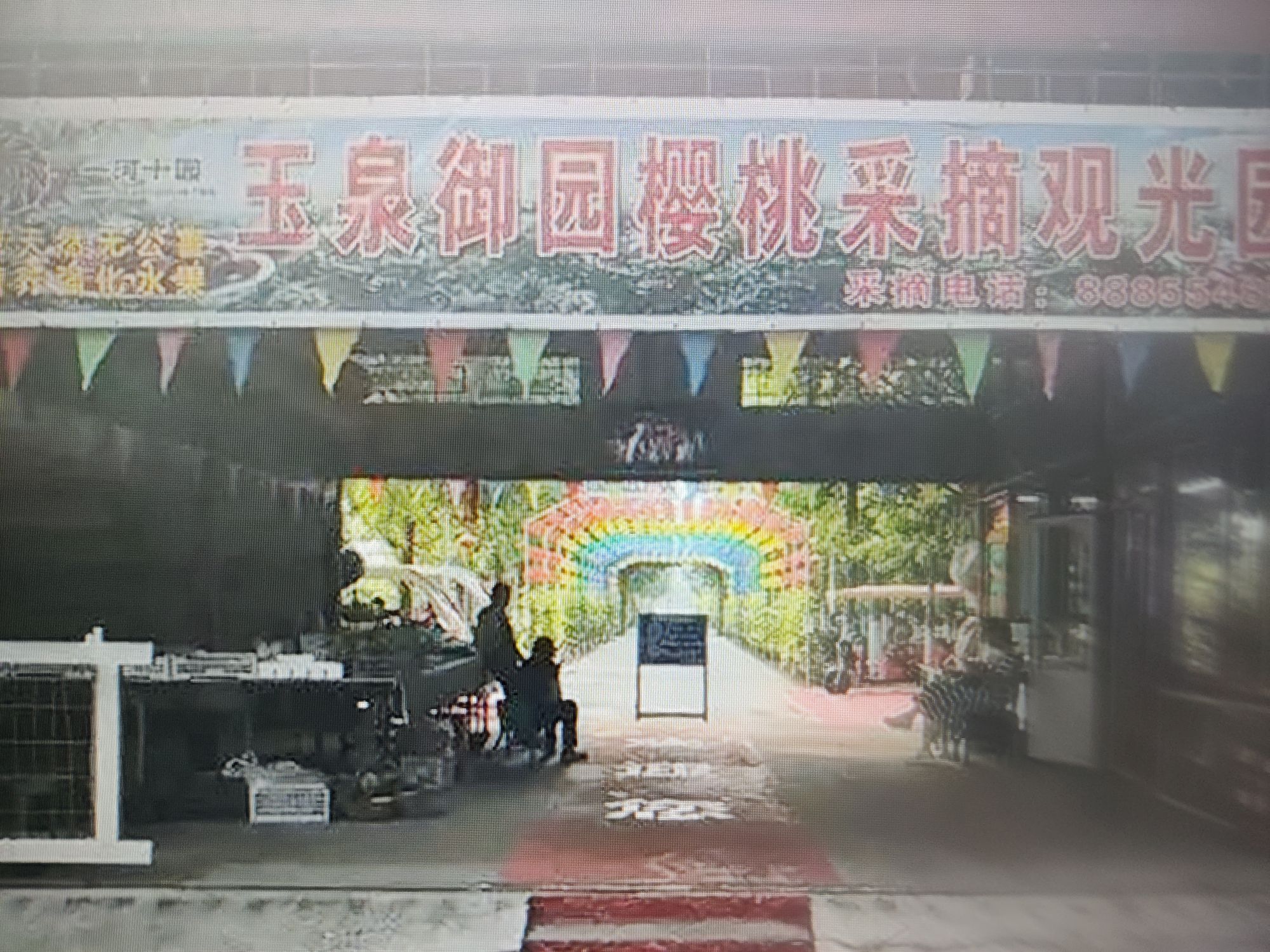 马虎营村设施大樱桃