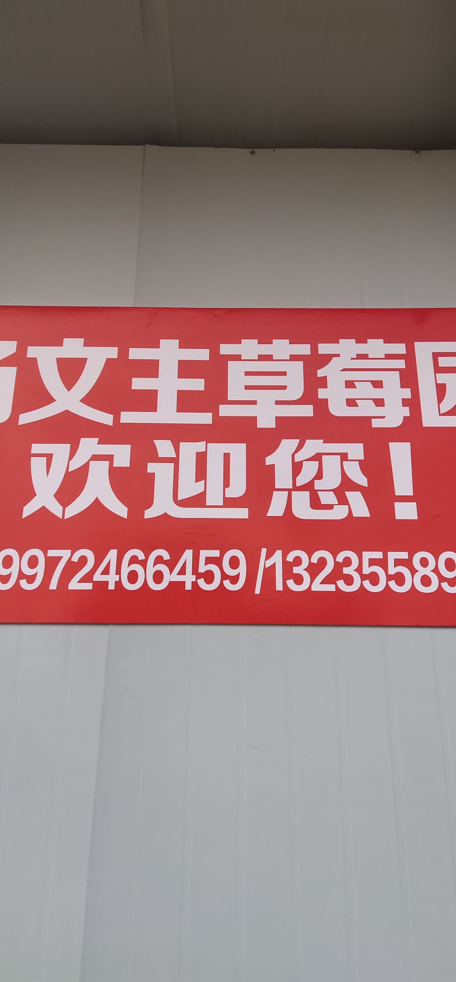 杨文主有机草莓园