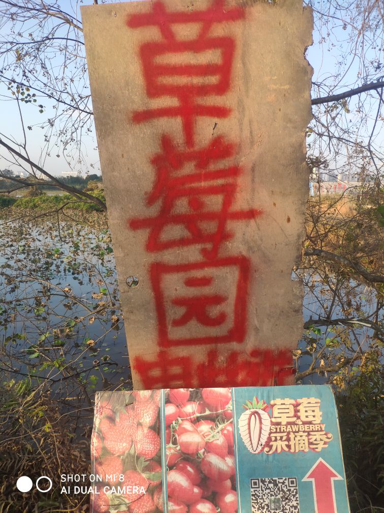 阳东康盛草莓园