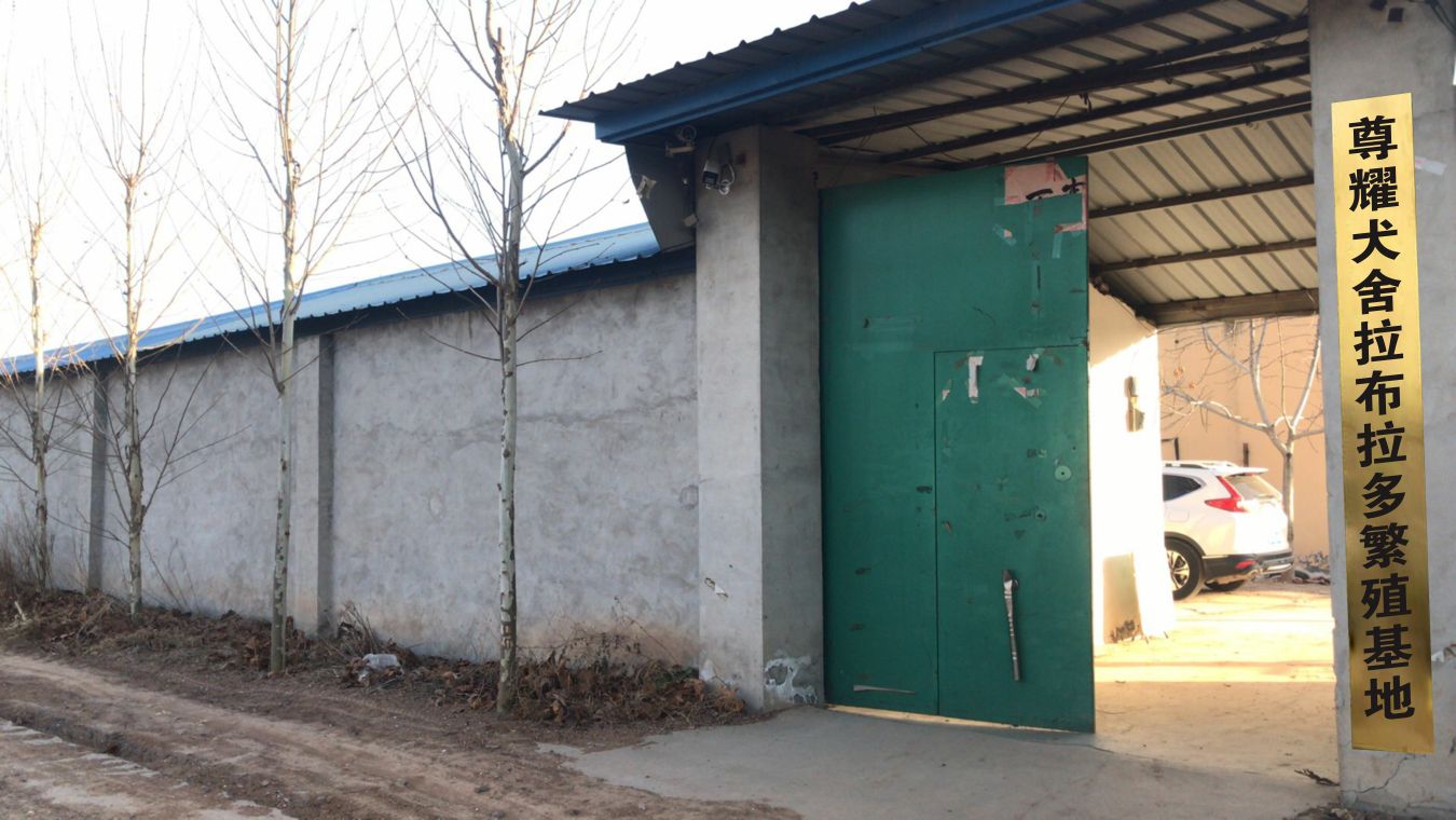 尊耀犬舍拉布拉多繁殖基地