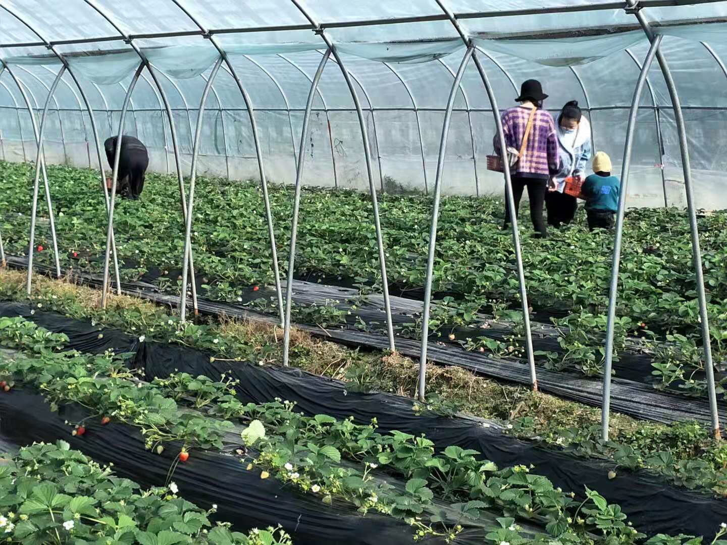 开心草莓采摘园