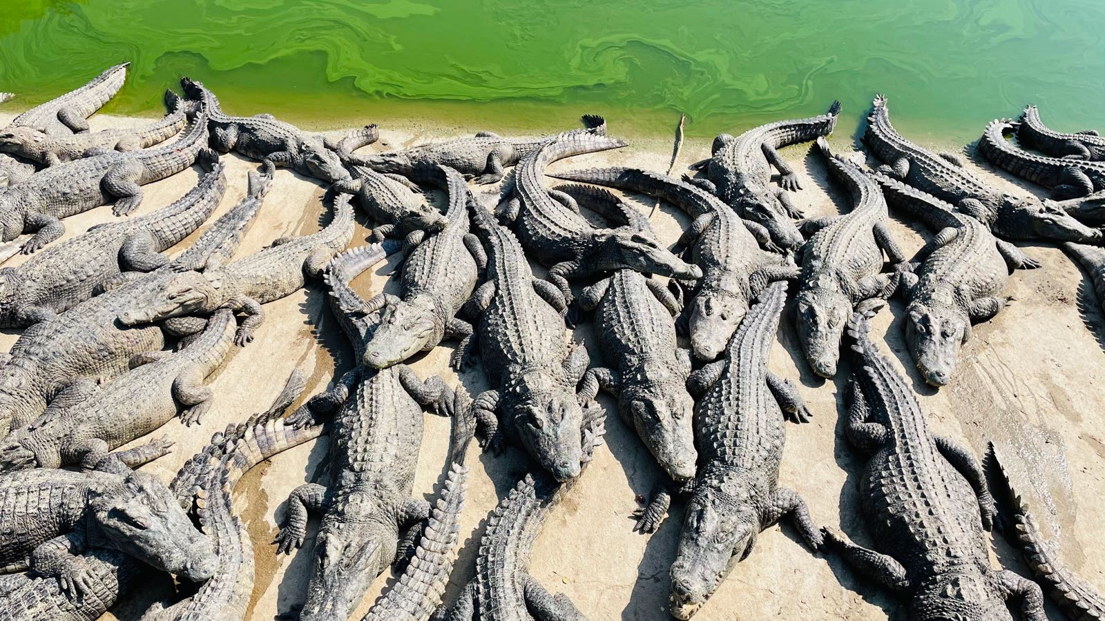 广东鳄人谷生态旅游区