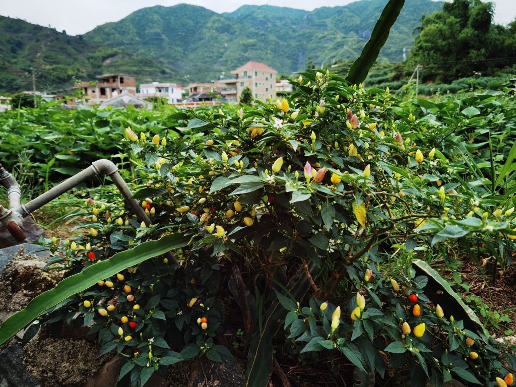 泉州市安溪县