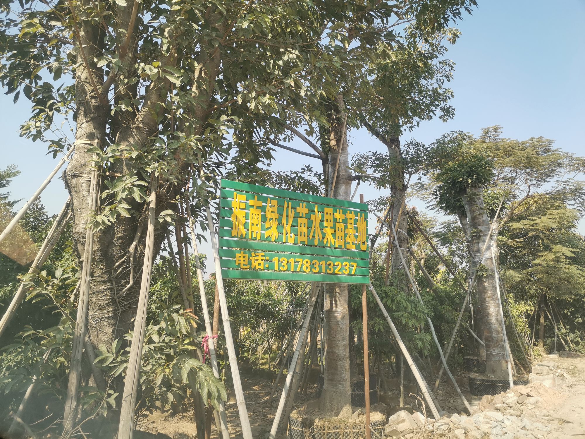 振南绿化苗水果苗基地