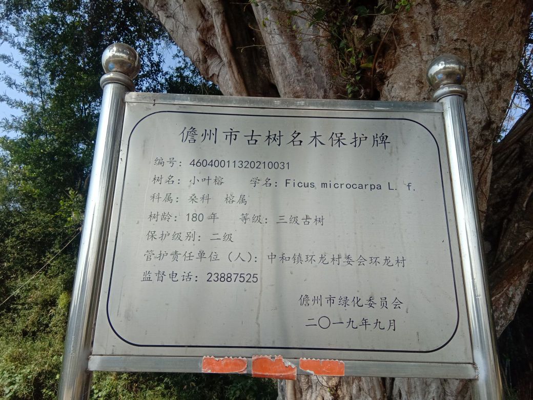 环龙村百年古榕树