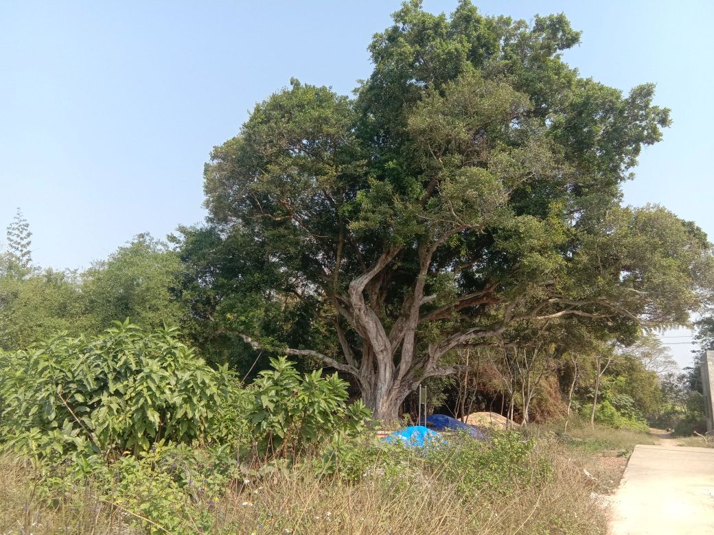 环龙村百年古榕树