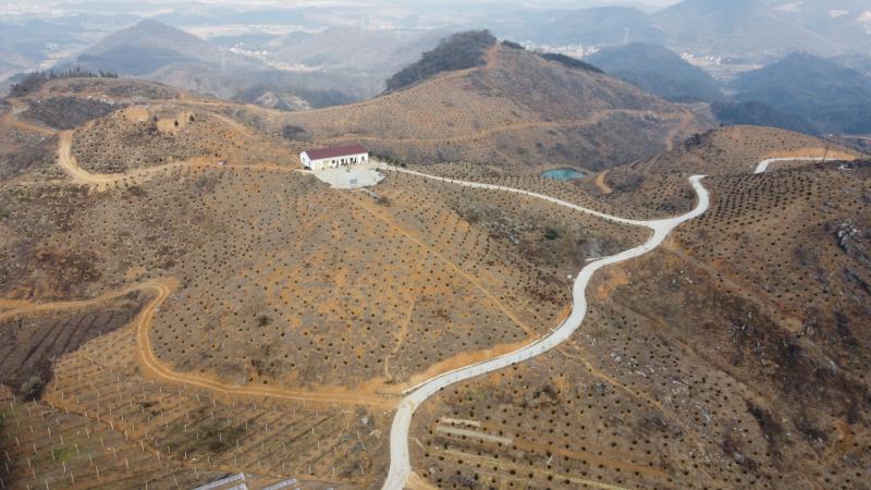 安徽九芙容香榧种植基地