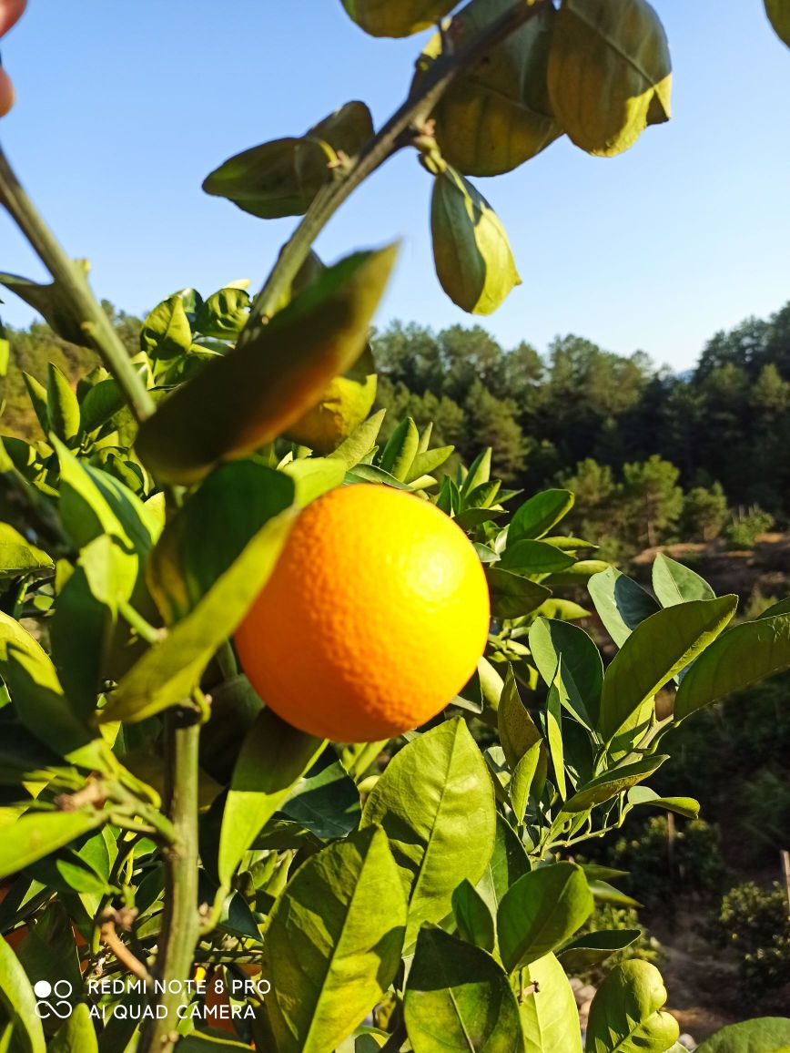 观音井祥发果园
