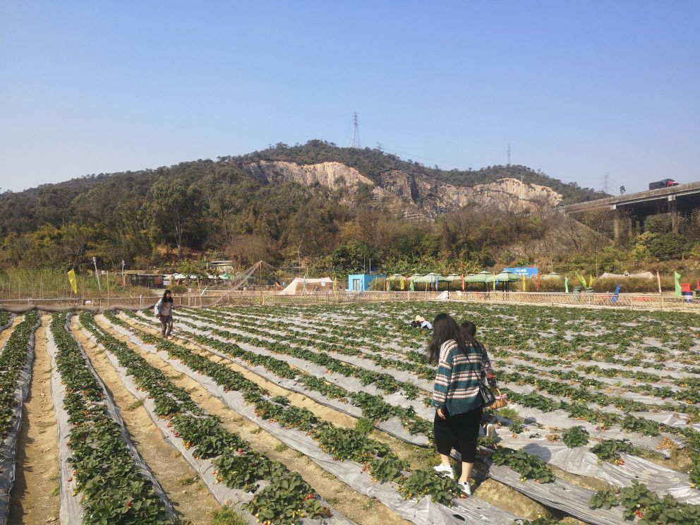 广东省江门市蓬江区杜阮镇木朗村