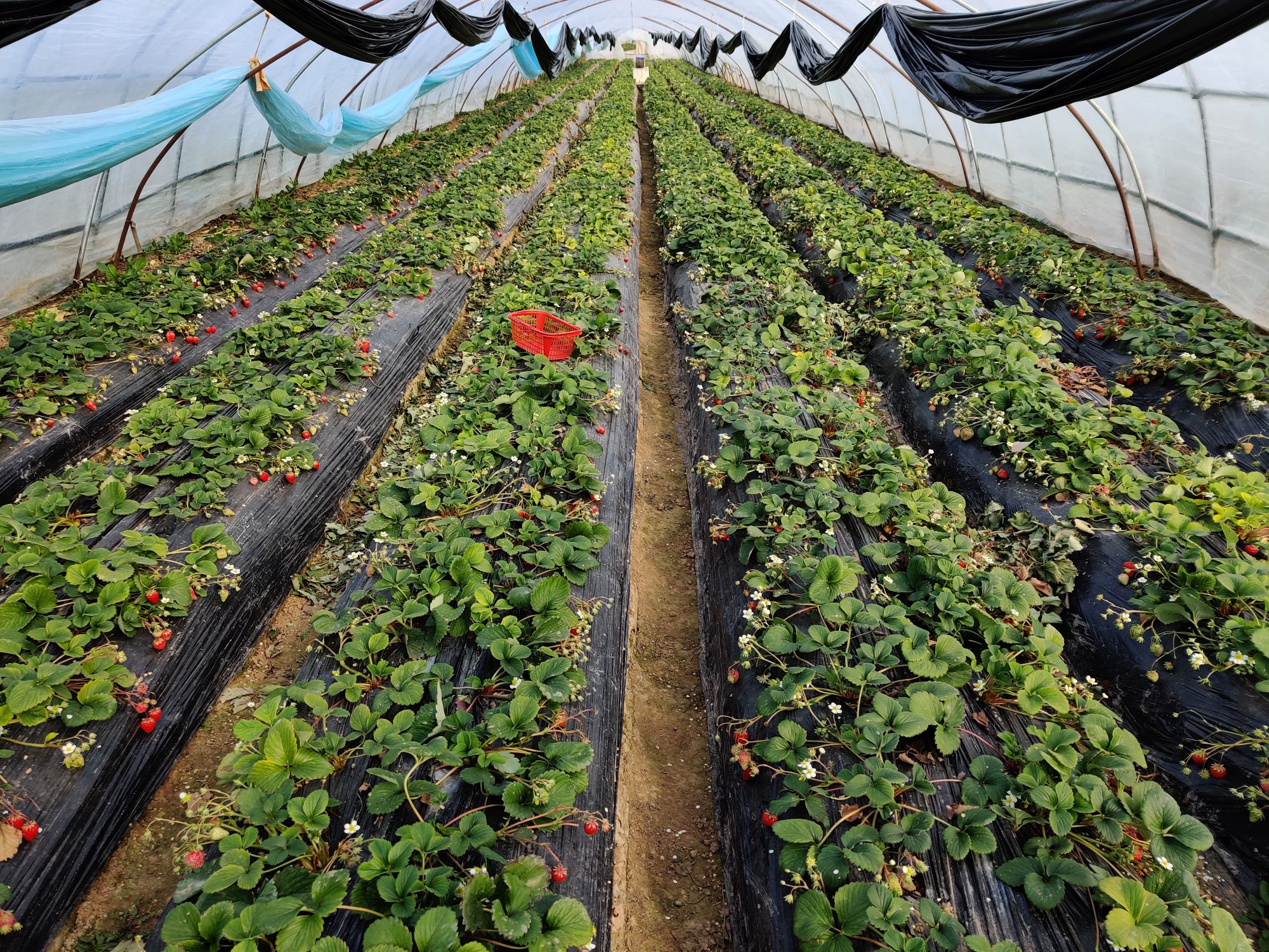 江桥草莓采摘园