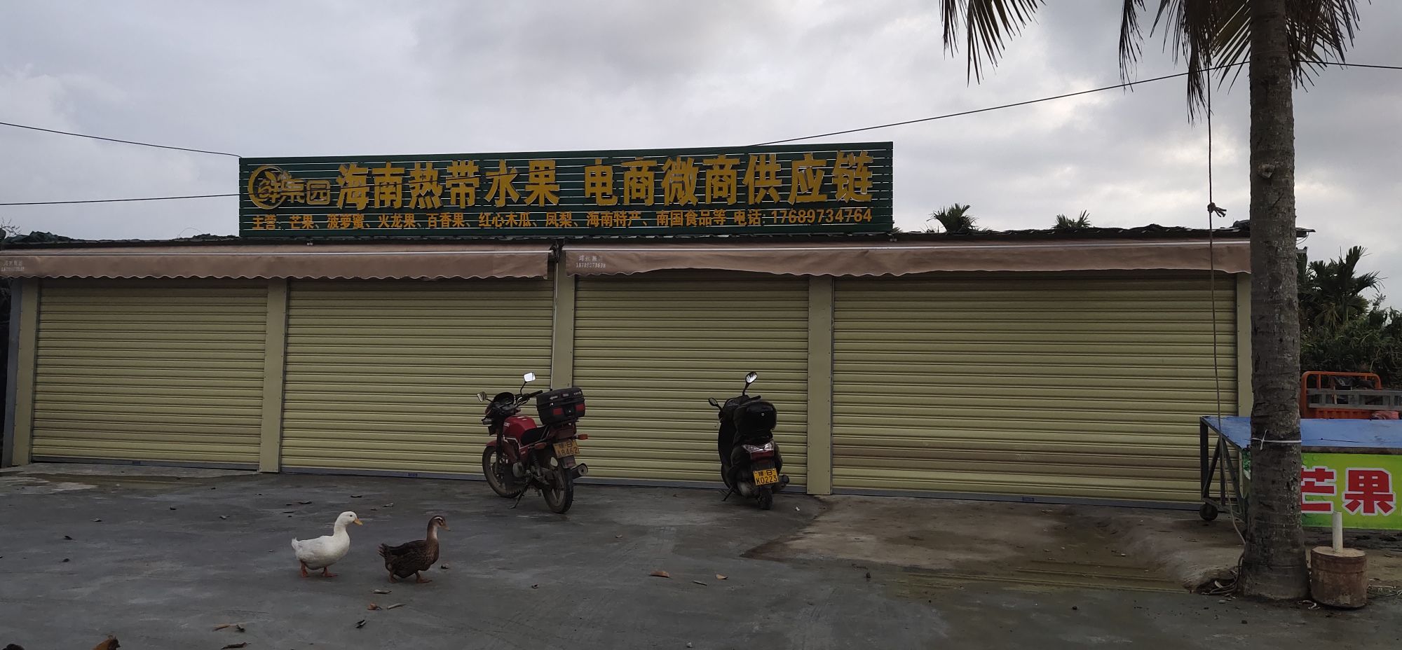 鲜果园海南热带水果电商微商供应链