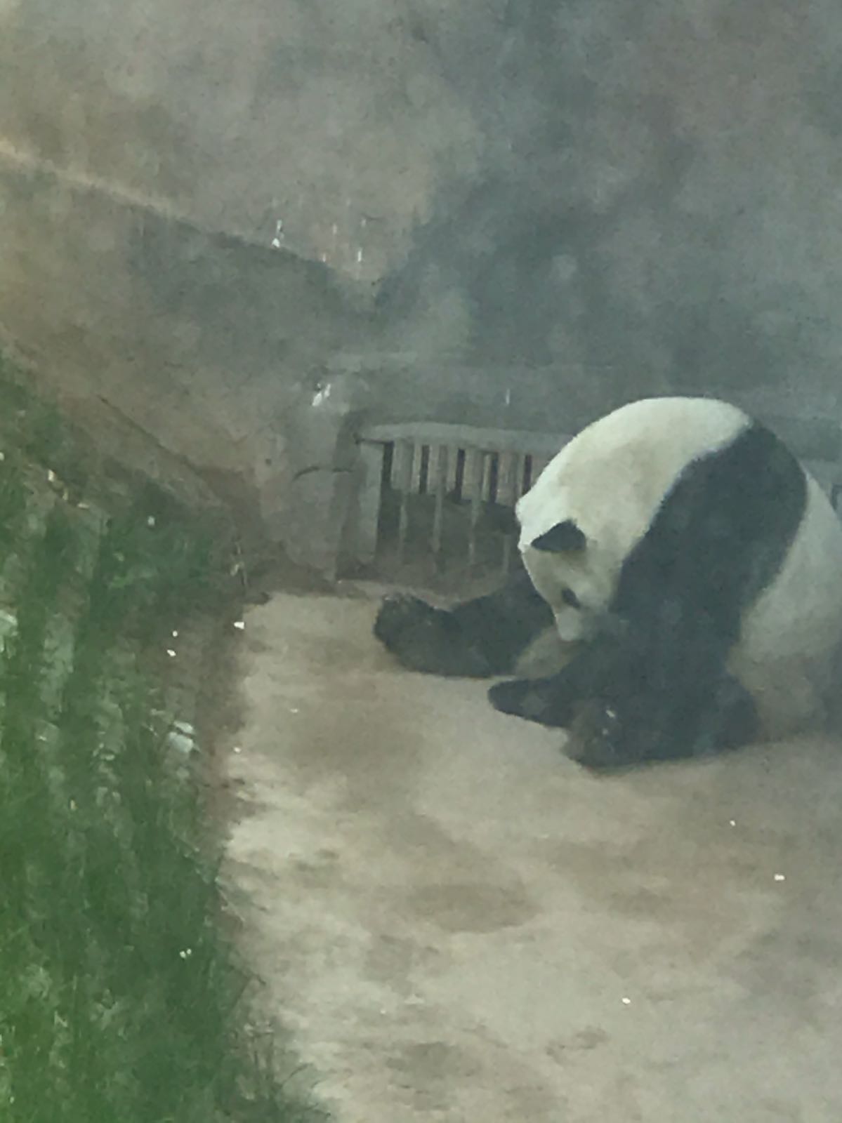 西宁熊猫管