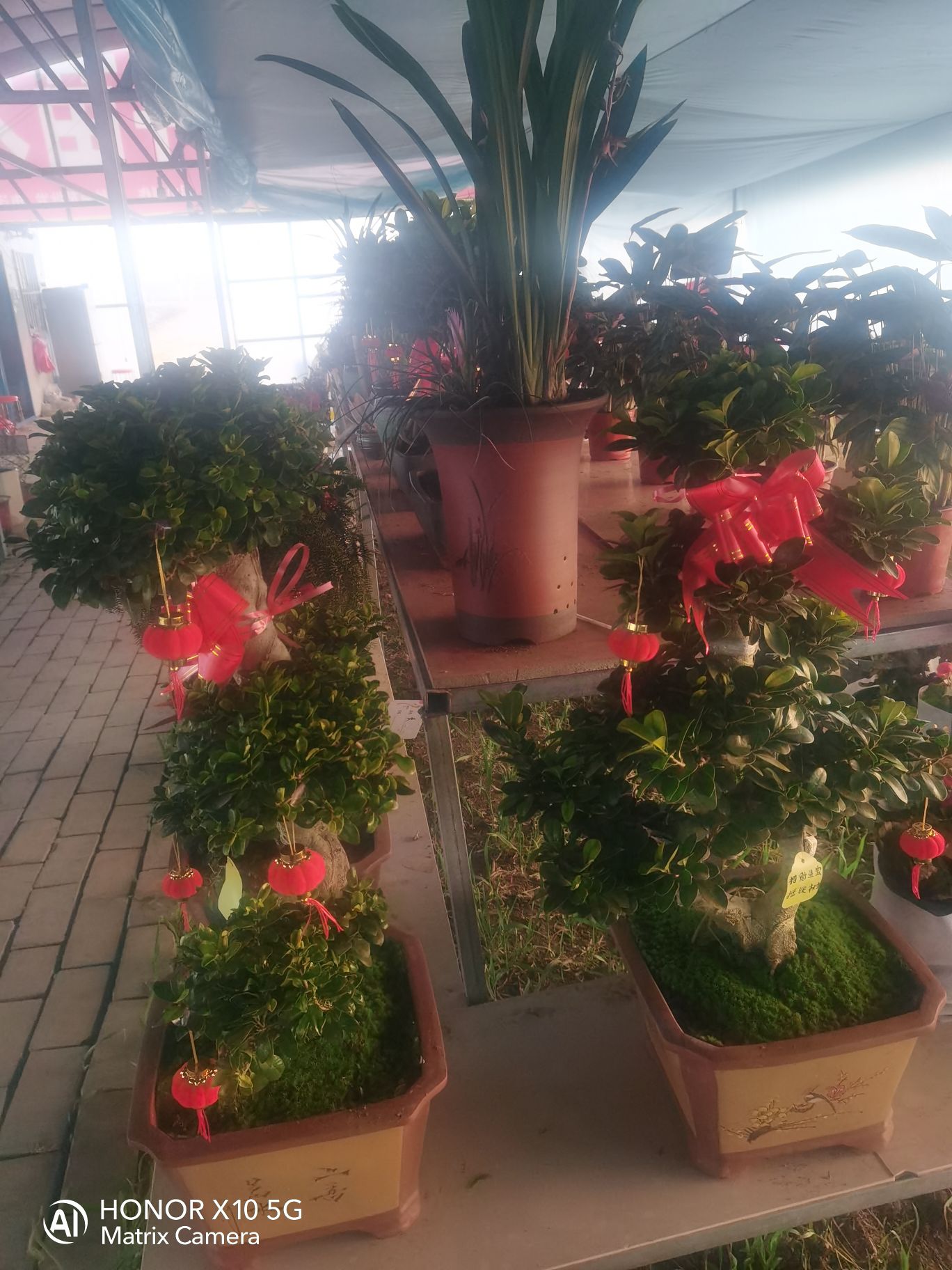 大自然花卉苗木基地