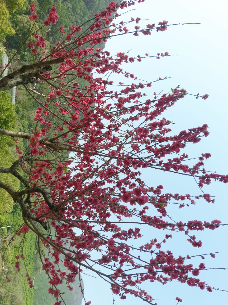 桃花园