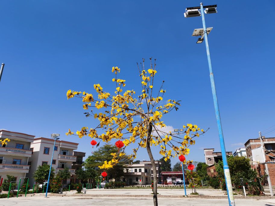 广东省湛江市吴川市坡上村