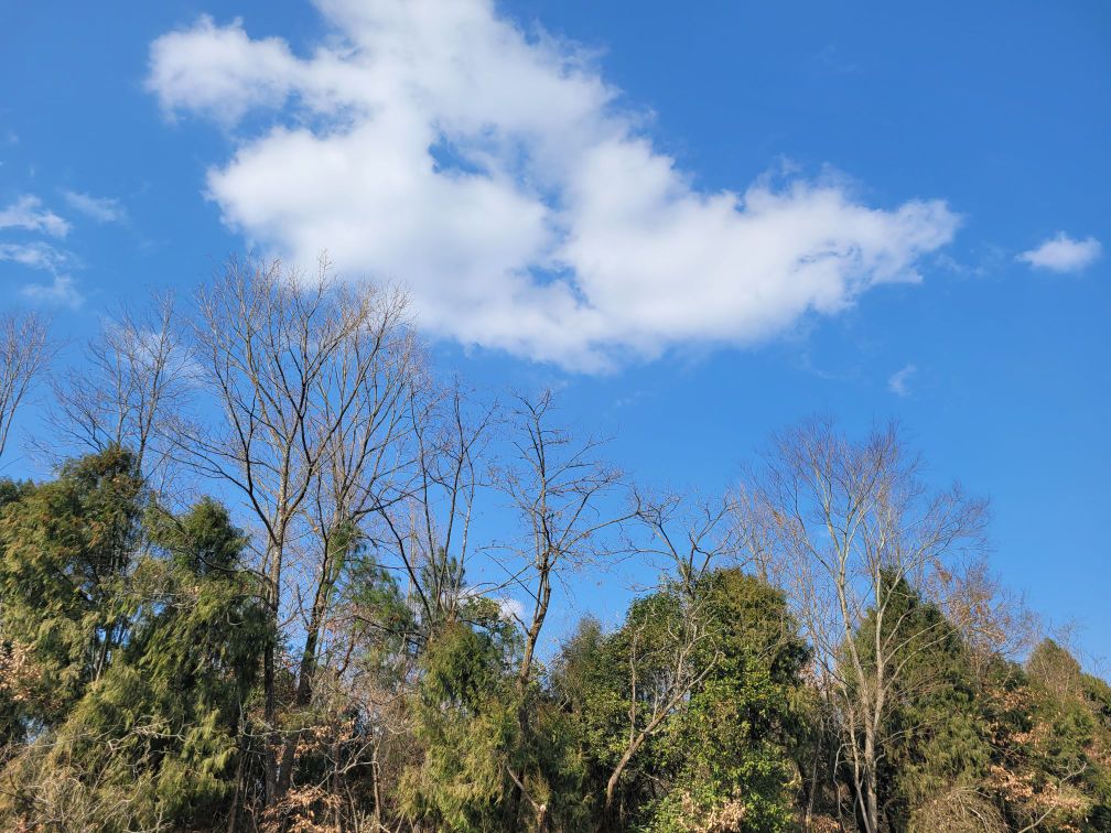 广元市苍溪县