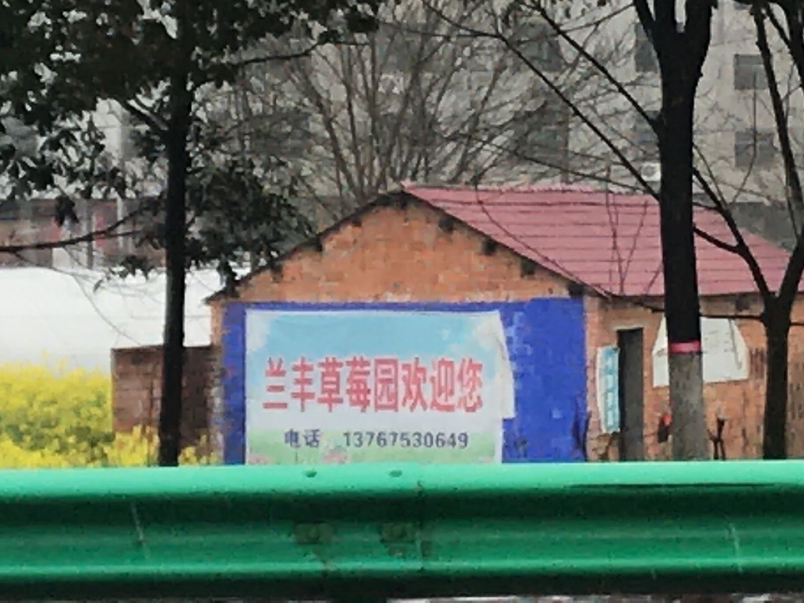 兰丰草莓采摘园