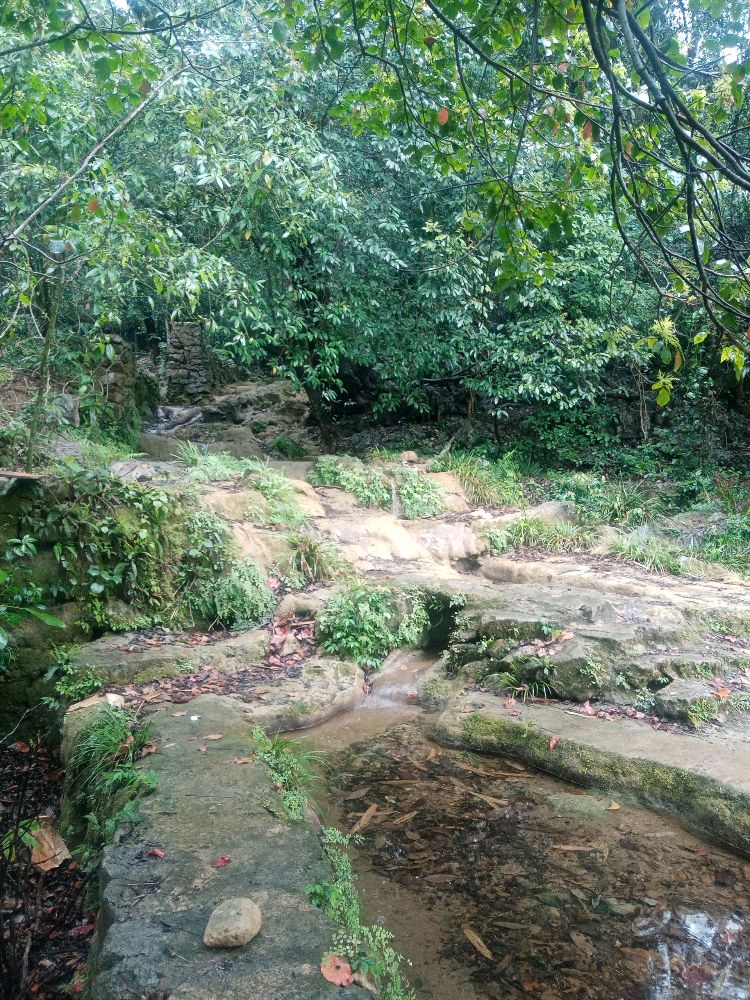 中胆原始森林自然生态风景区