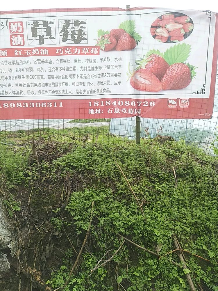 涪陵区石泉草莓园