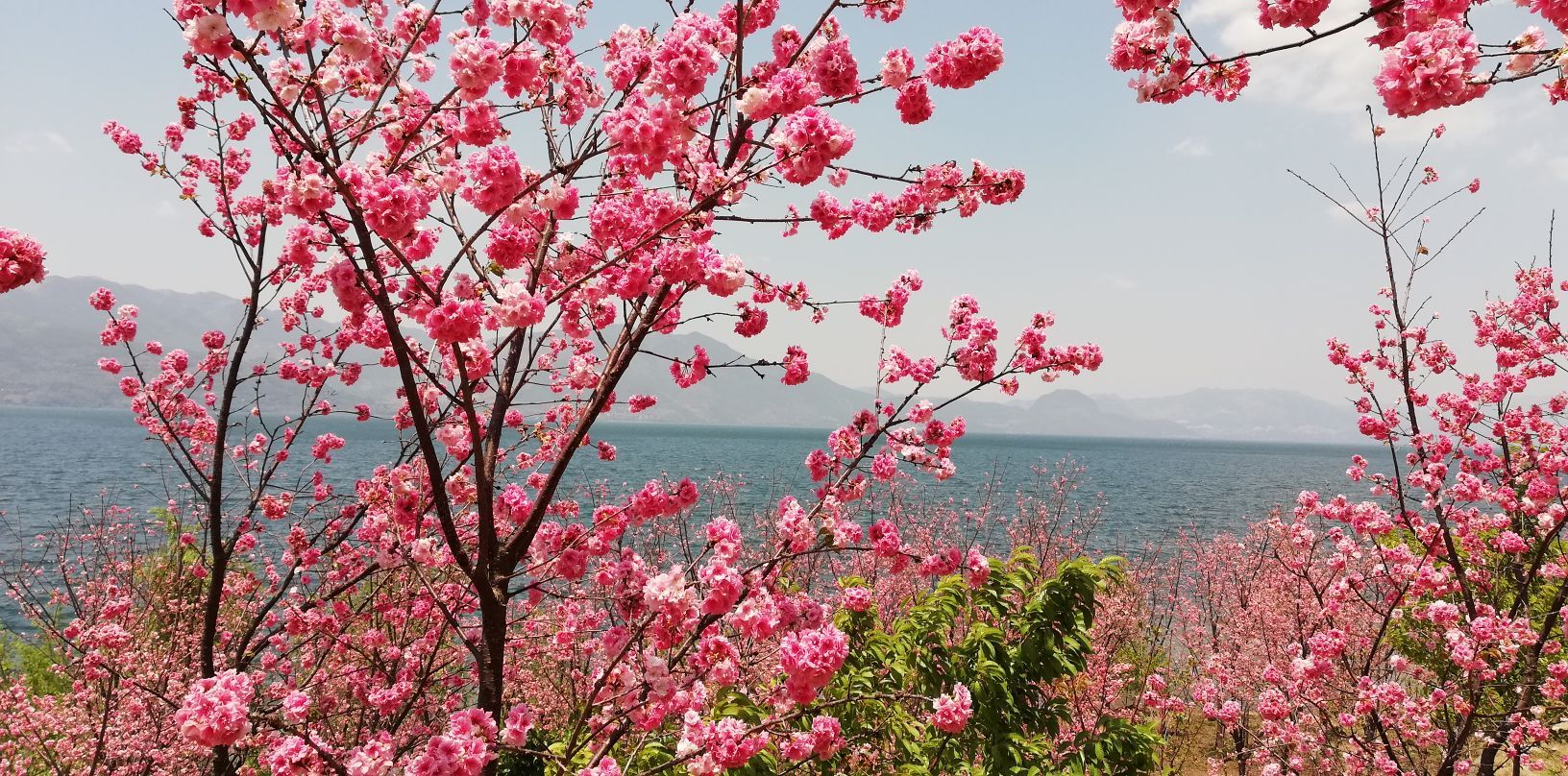 抚仙湖世家樱花园