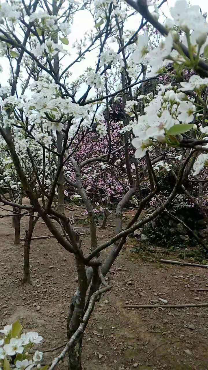 福建省南平市邵武市金坑乡金坑村