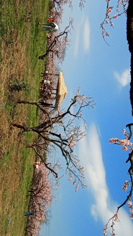 桃花谷生态果园