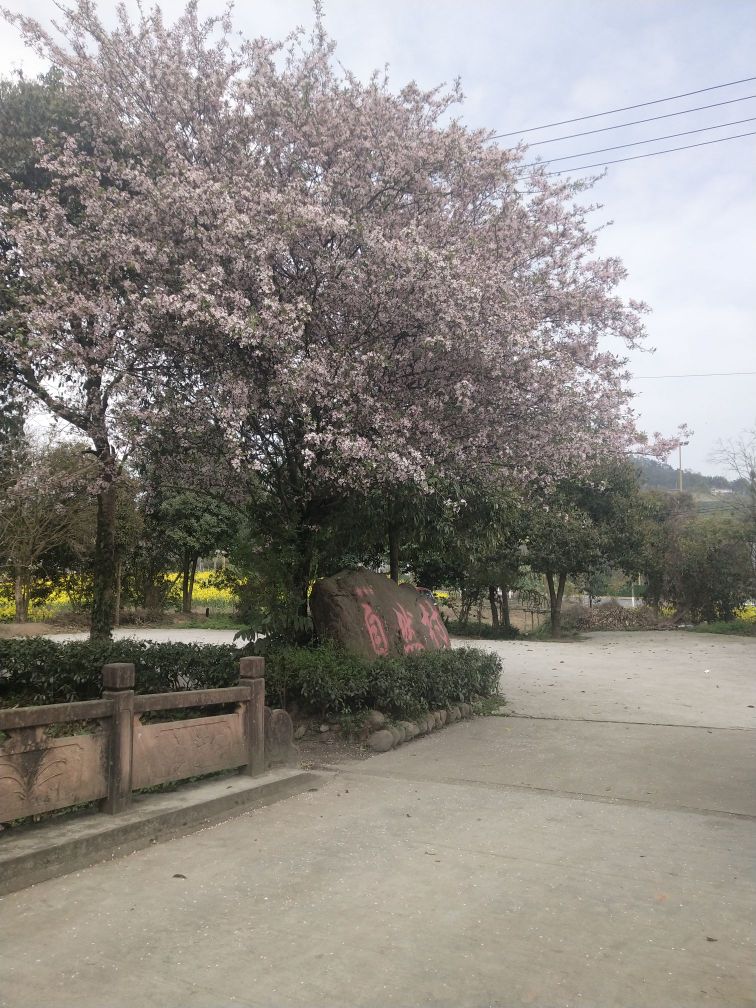 区自然村茶家乐