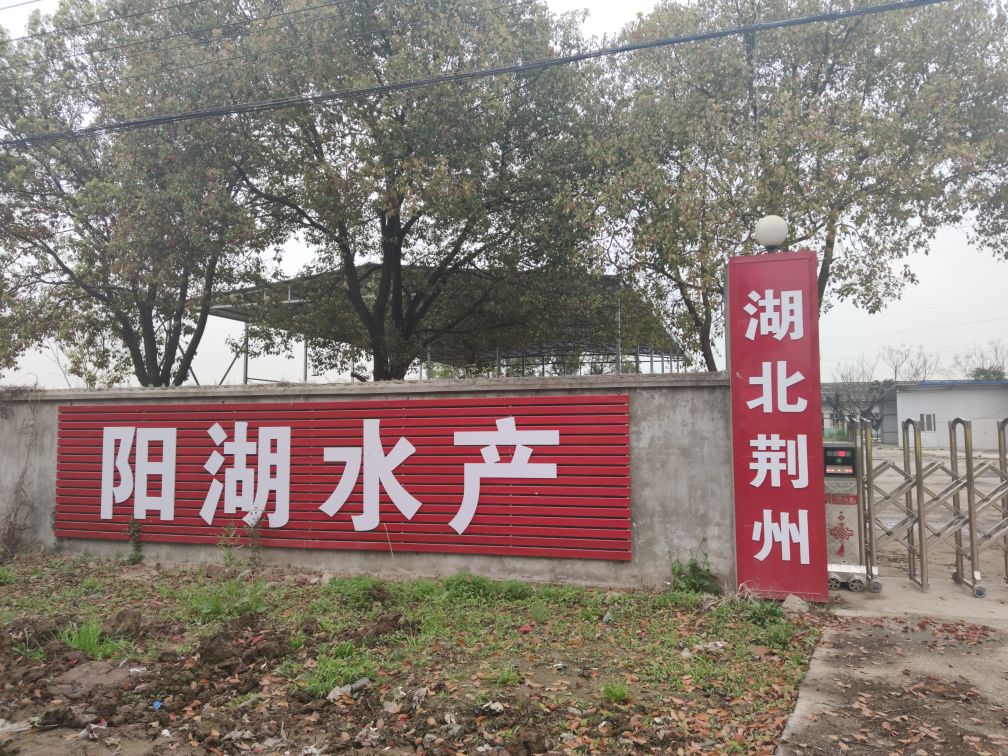 荆州阳湖水产熊河收购中心