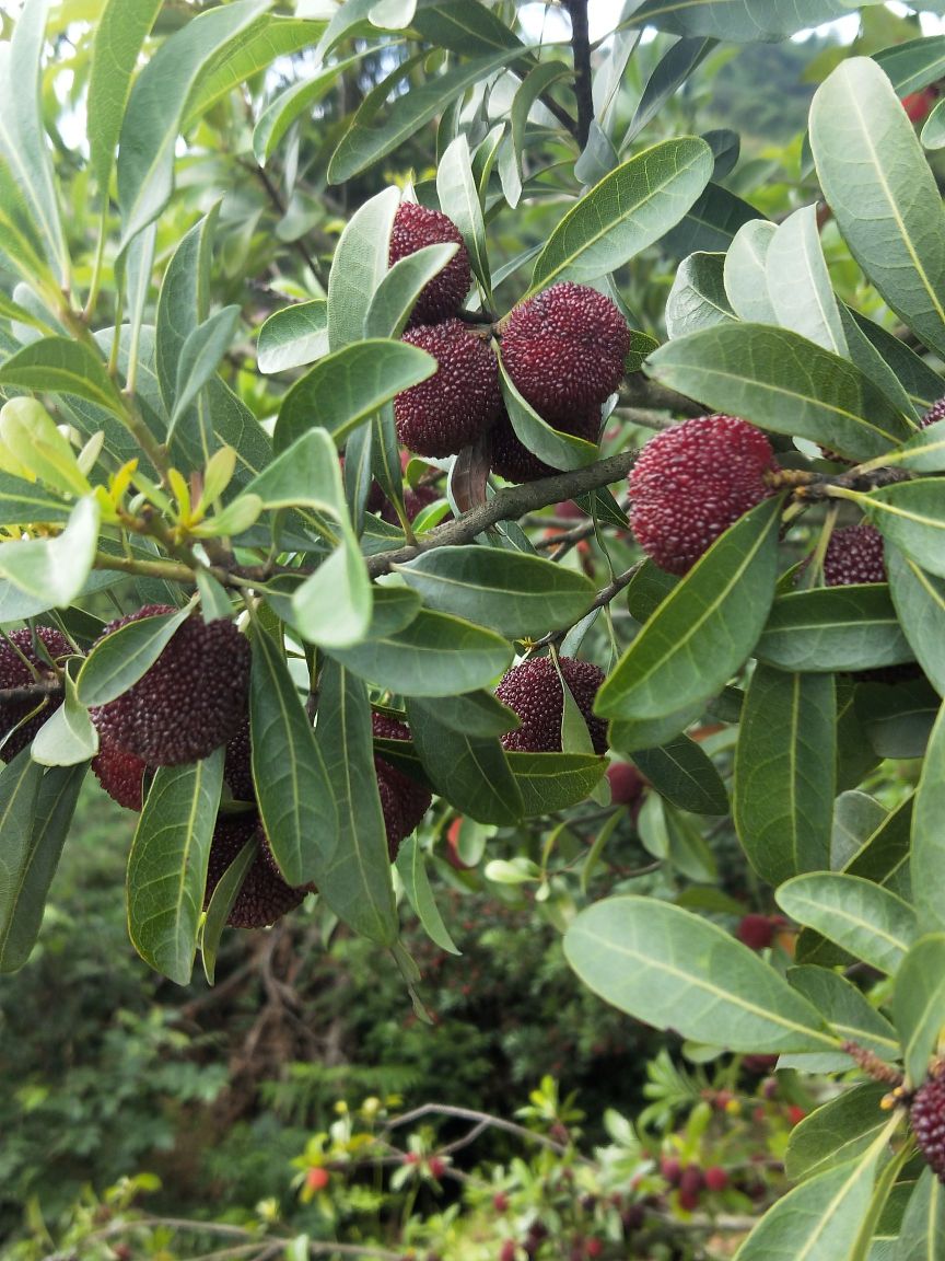 宁波市慈溪市梅园路沙河菜市场西侧