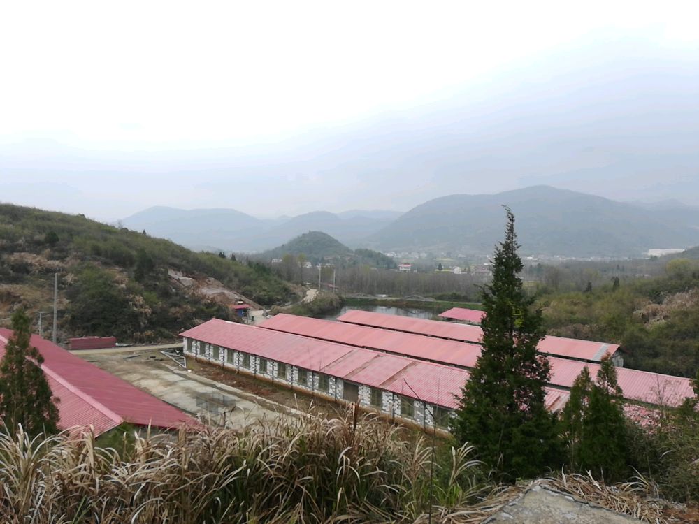 安徽省池州市石台县安元村黄岭生态家庭农场