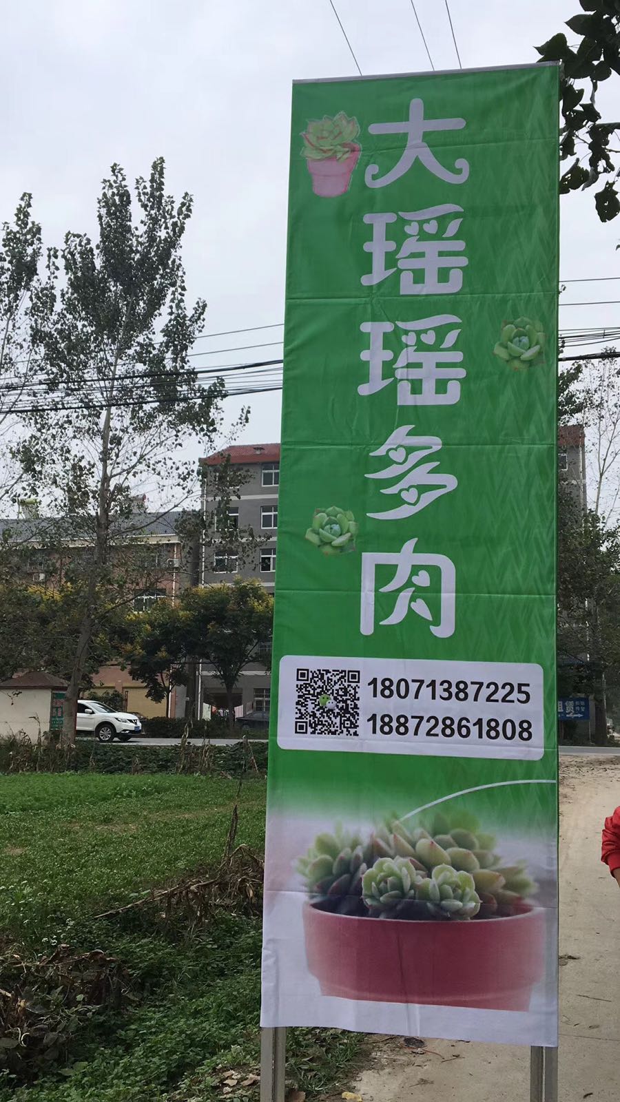 湖北钟祥大瑶瑶多肉