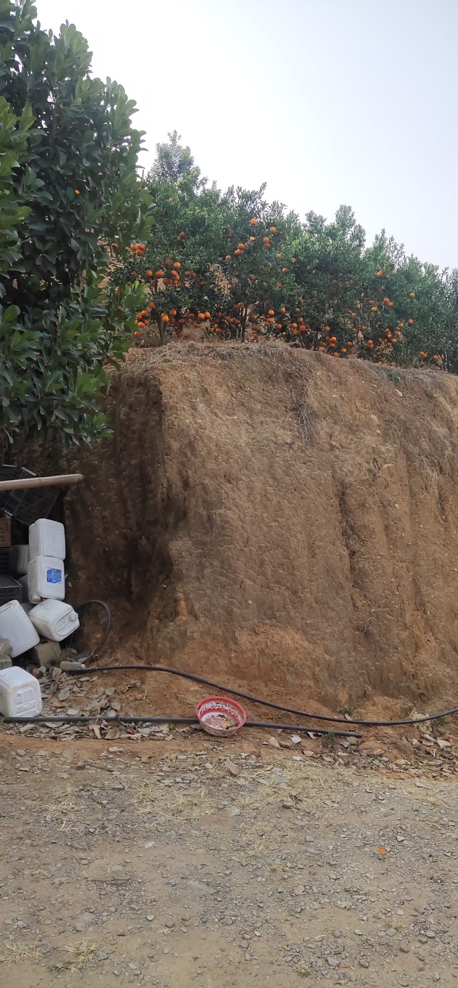 柯街恩母落沃柑橘园