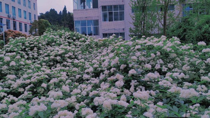 资阳市雁江区学苑路