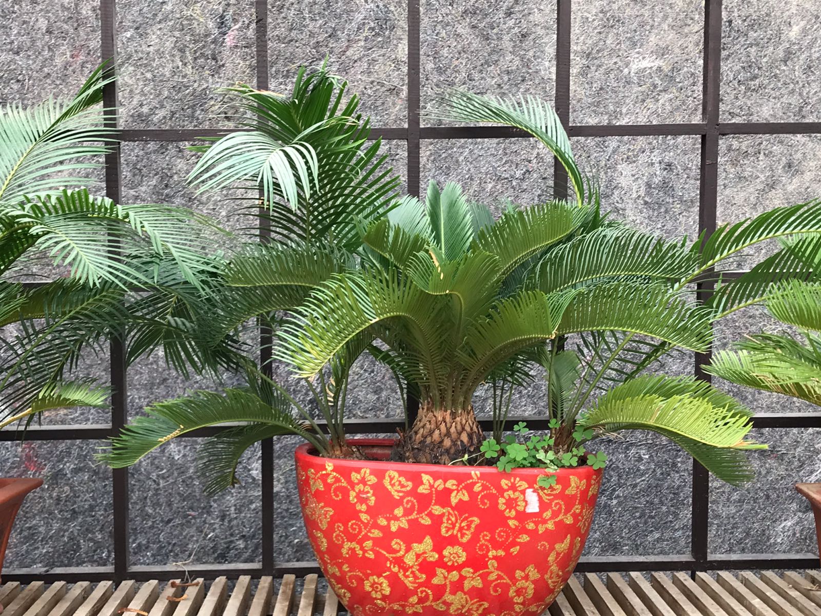 昆山市花卉博览园