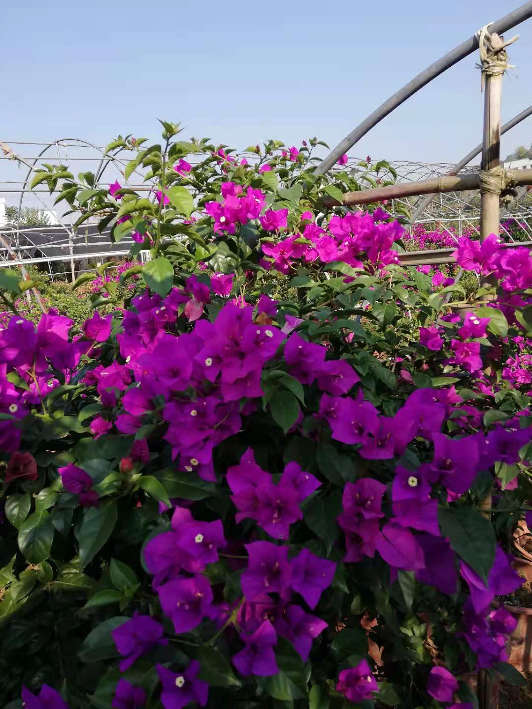 传琦园林花木场