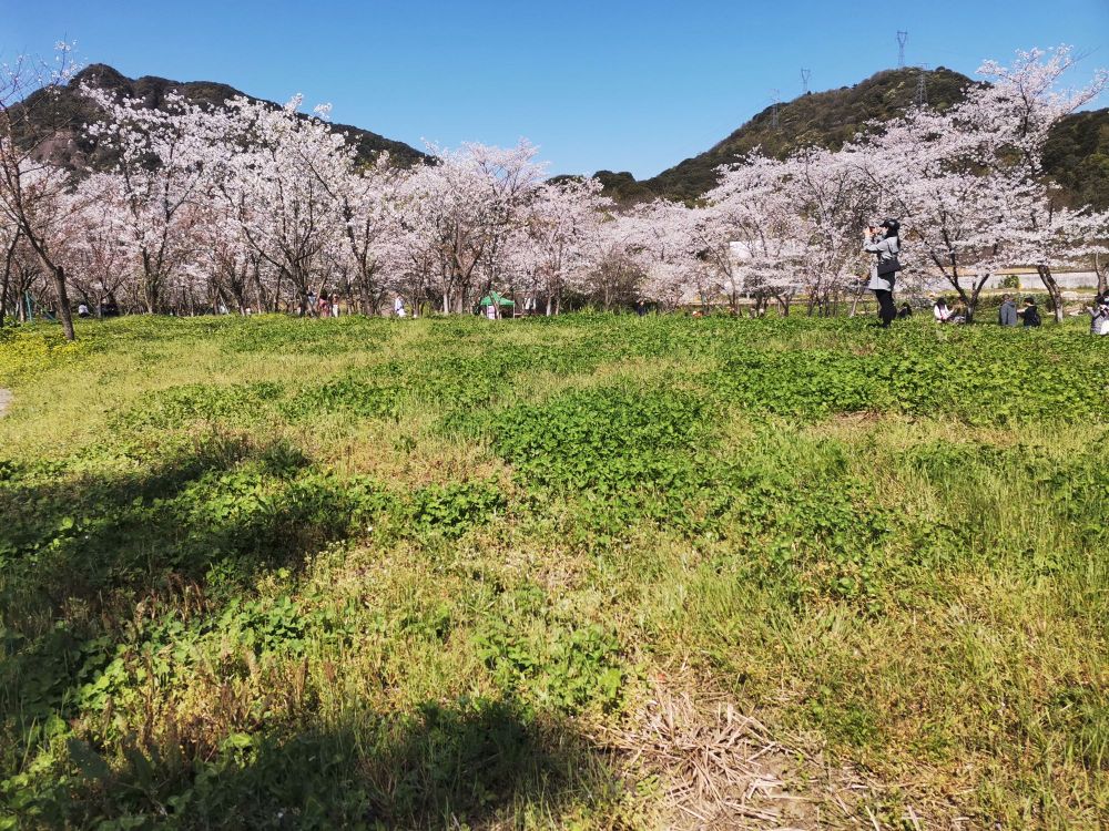 樱花林